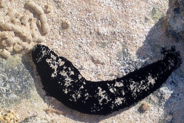 black sea cucumber