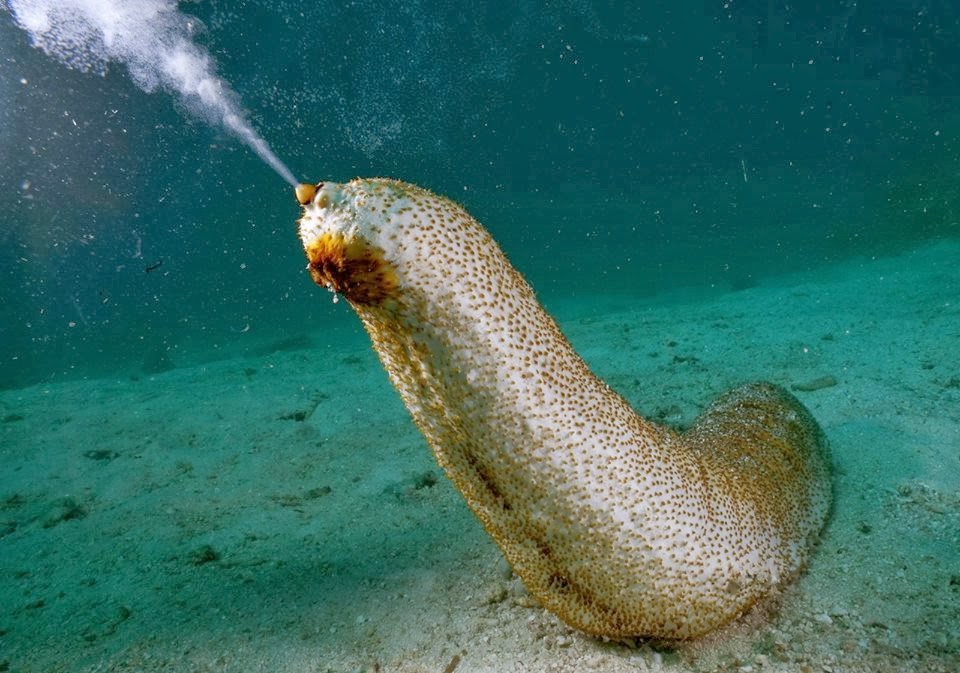 standing sea cucumber