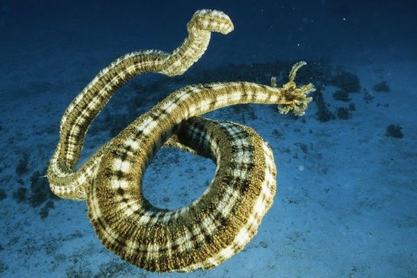 holothuria