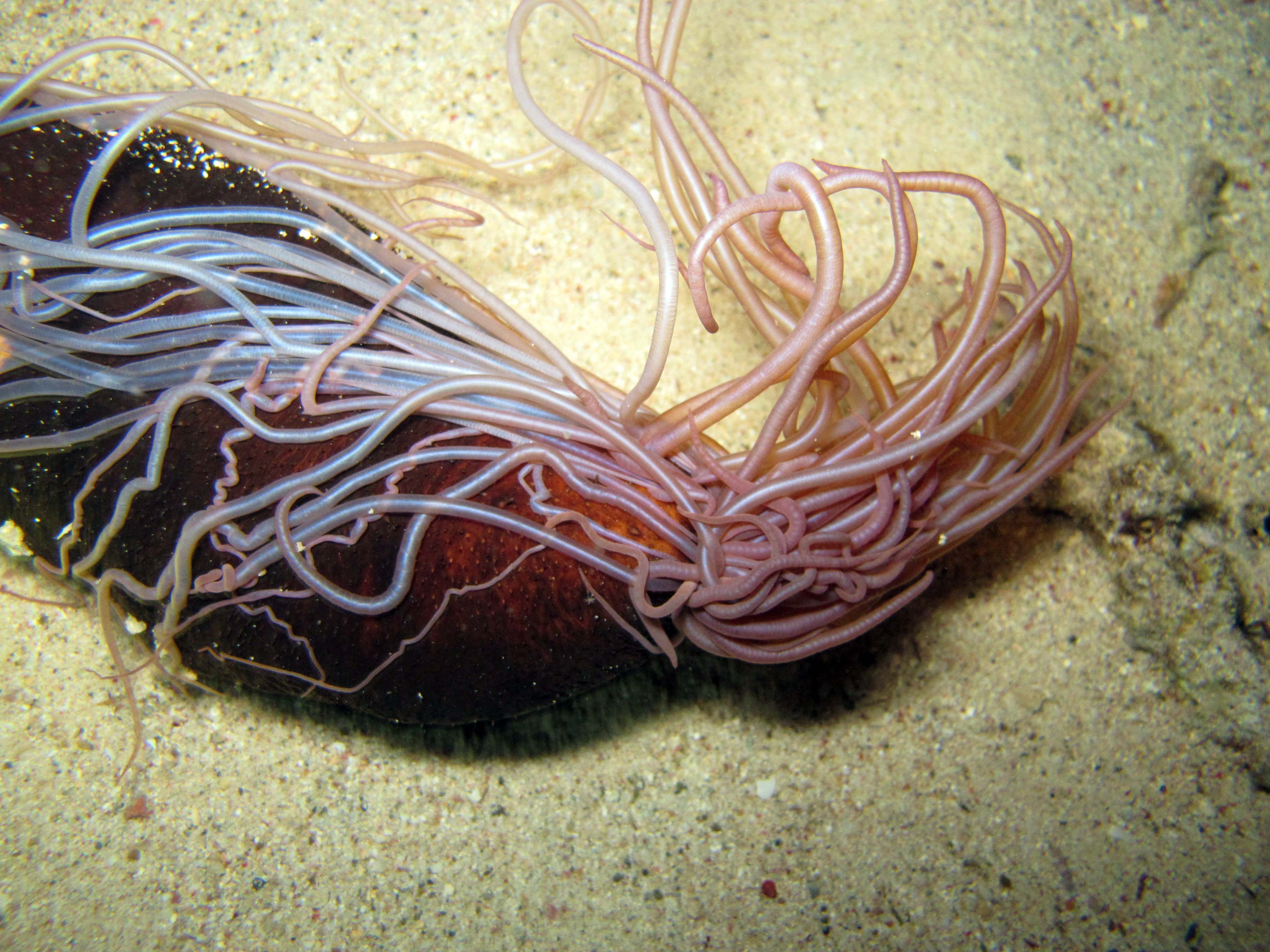 sea cucumber defending itself