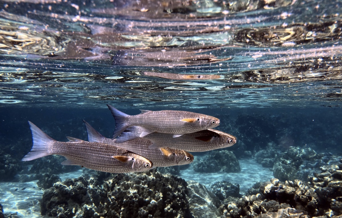 squaretail mullet