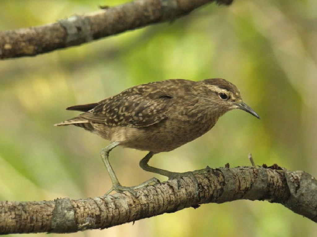 Tuamotu sandpiper