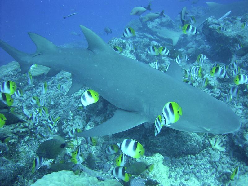 lemon shark