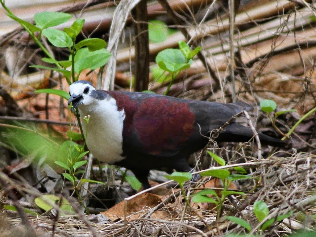 Polynesian ground dove