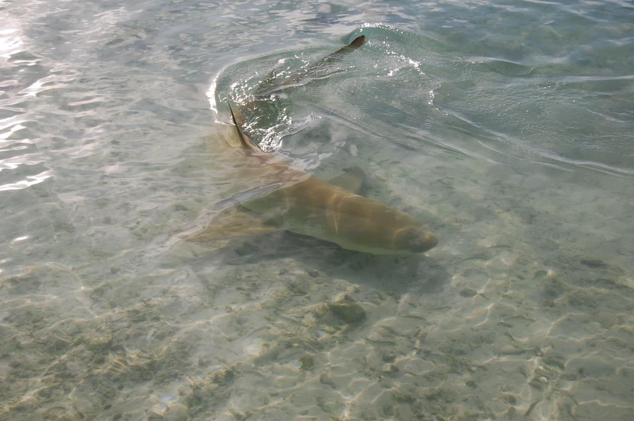 Sicklefin lemon shark