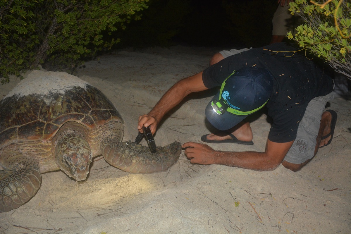 taking turtle measurements