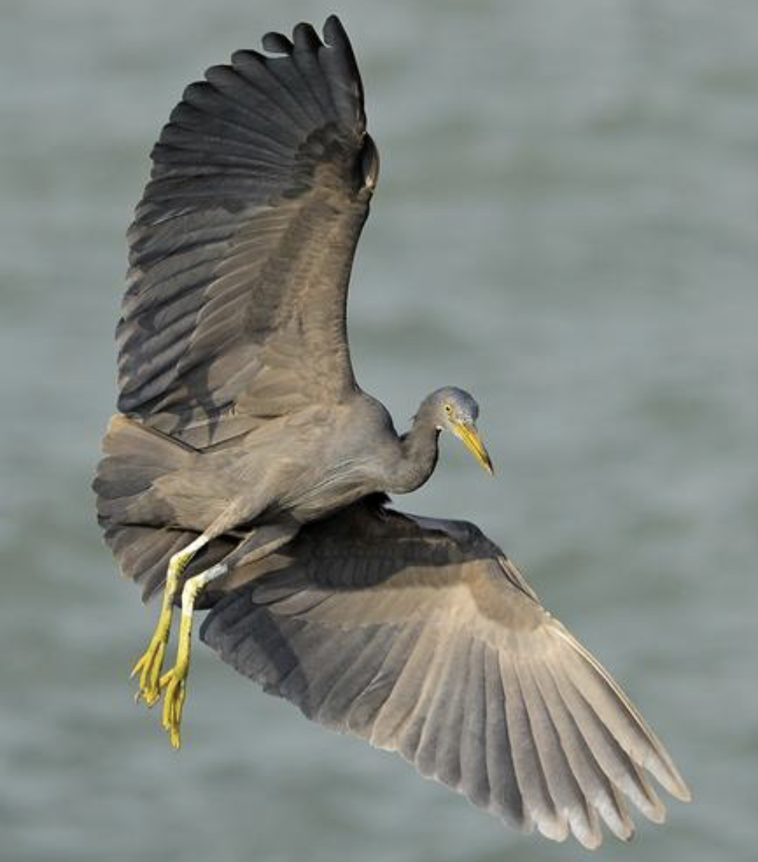 pacific reef egret in flight