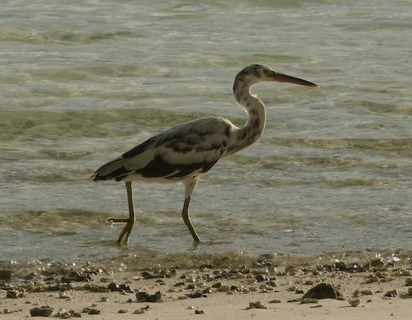 mottled reef egret