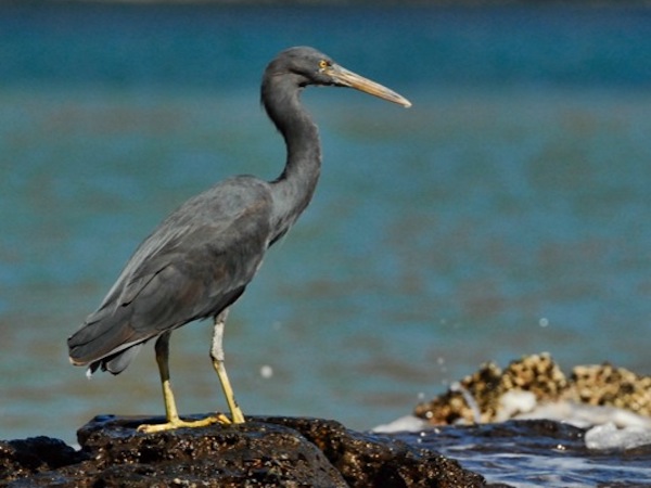 grey reef egret