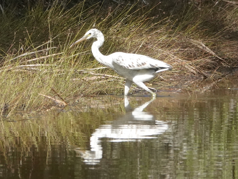 Pacific reef egret in the kopara pond