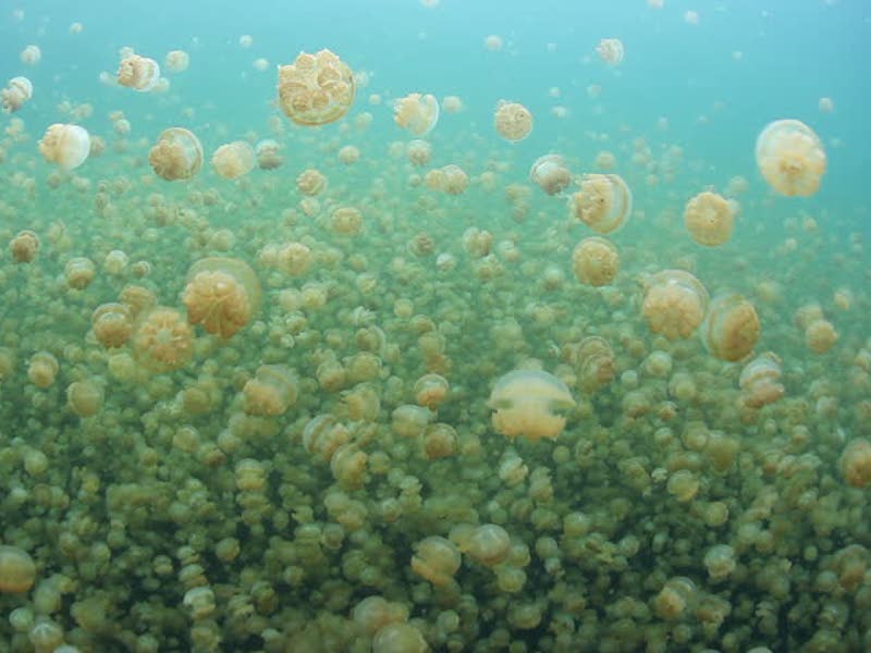 polyps releasing zooxanthellae