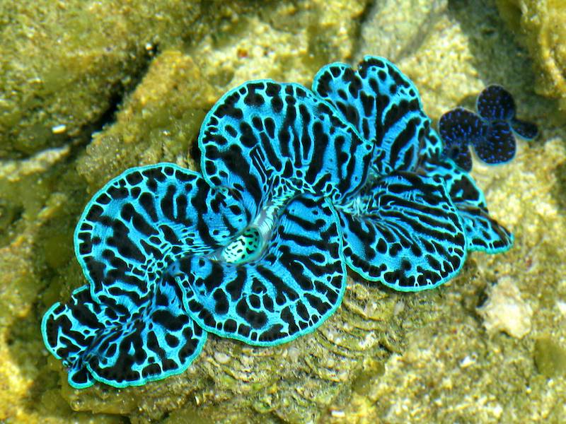 clam