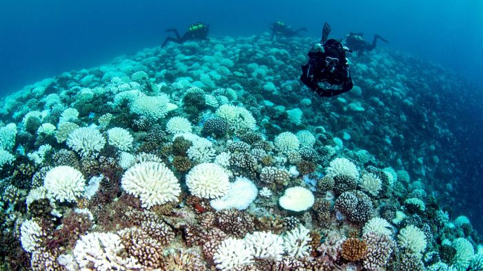 coral bleaching around Moorea