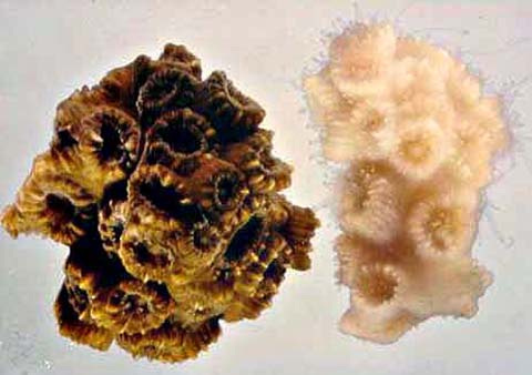 coral bleaching