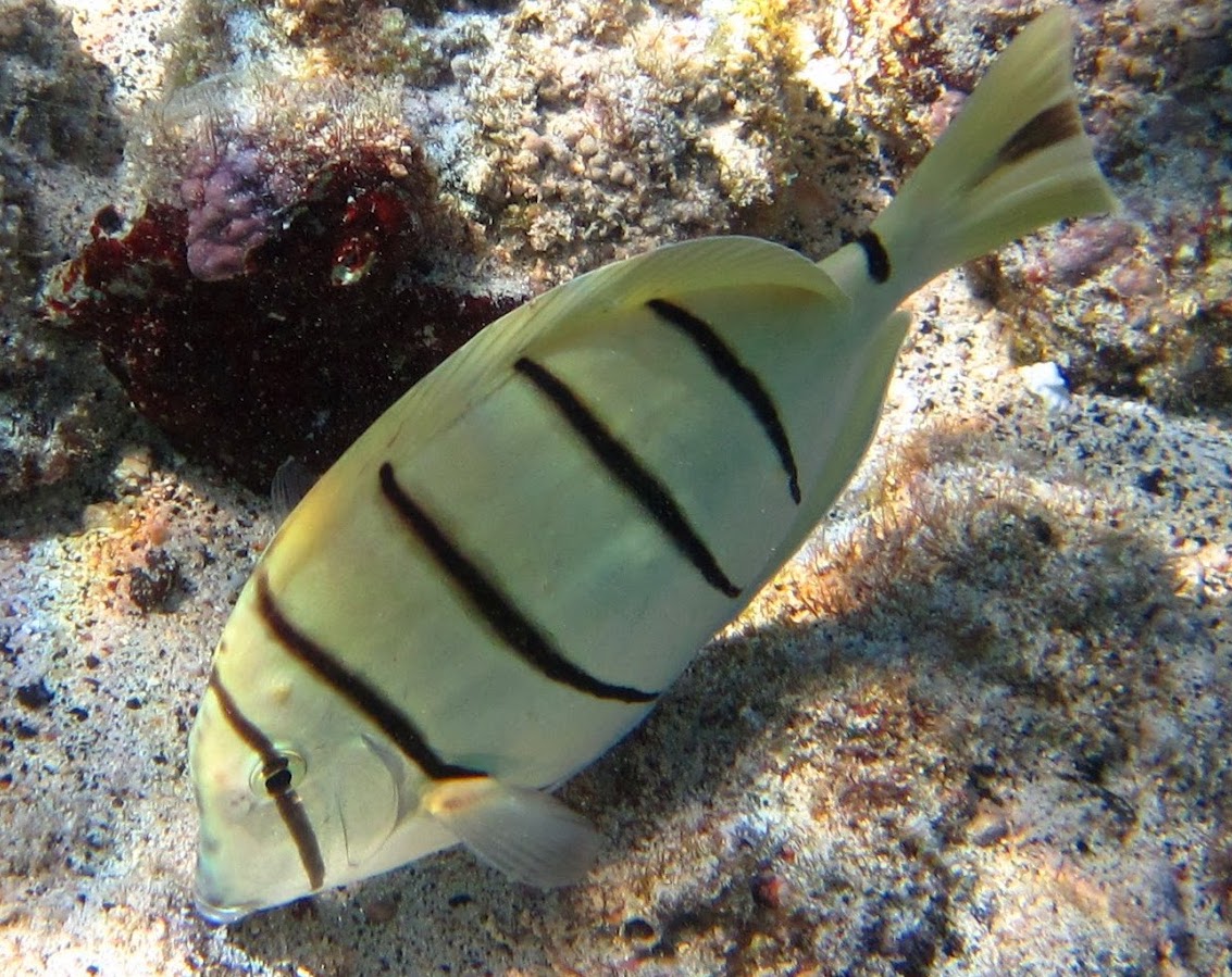 manini eating algae