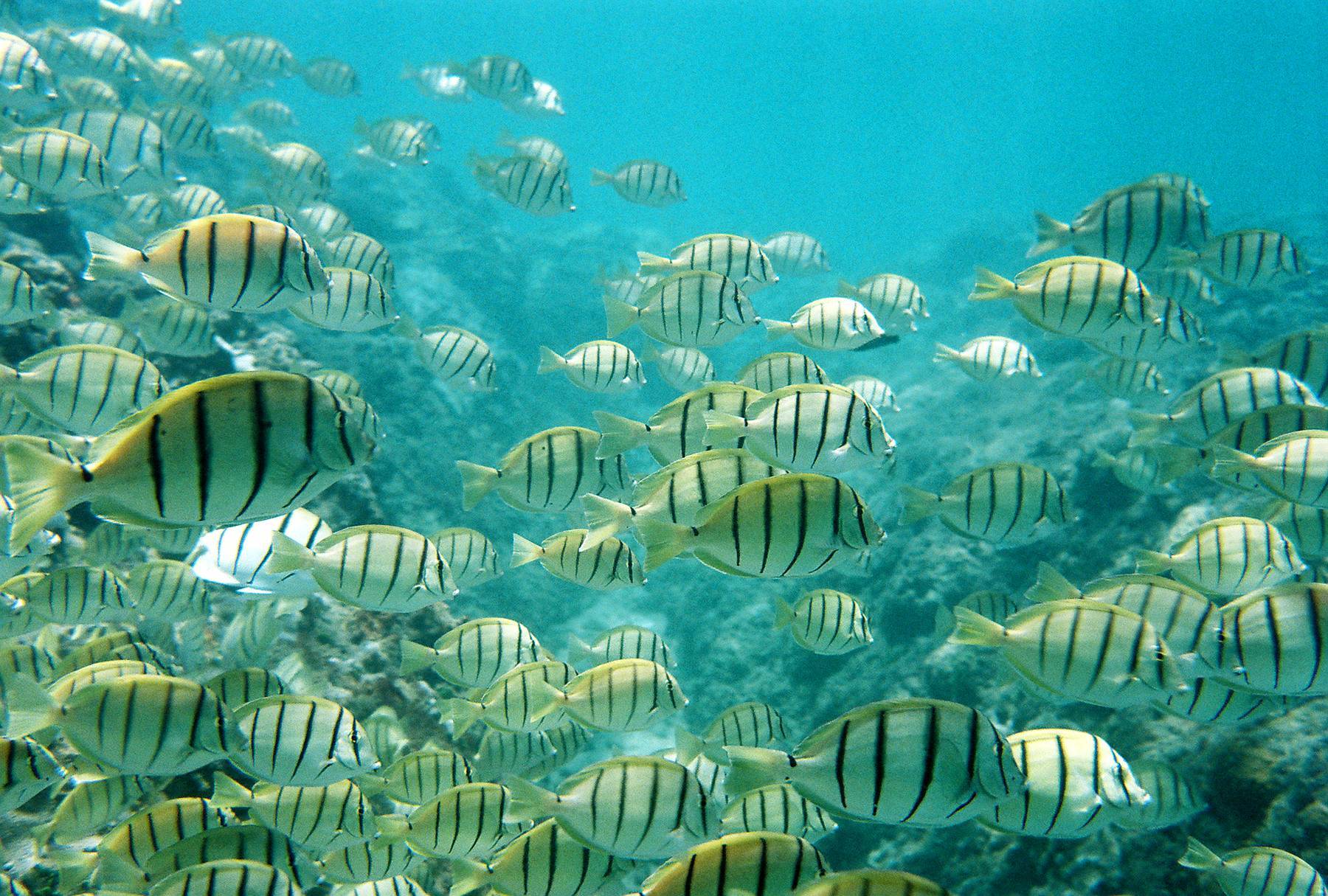 Manini | Tetiaroa Society