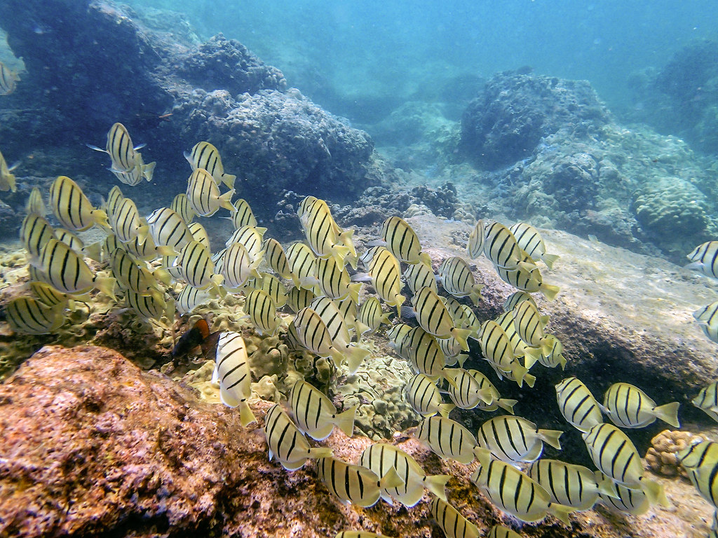 Manini | Tetiaroa Society