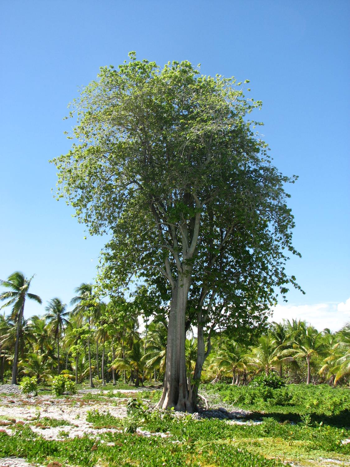 pisonia grandis