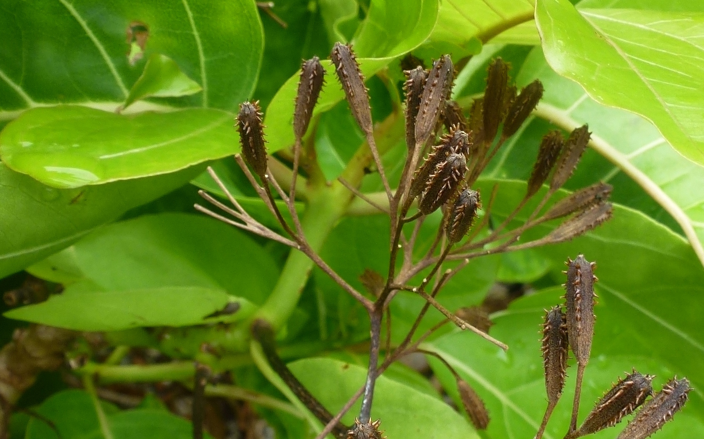 sticky seeds