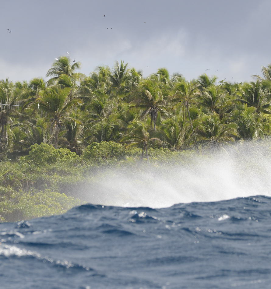 coconut trees on the motu