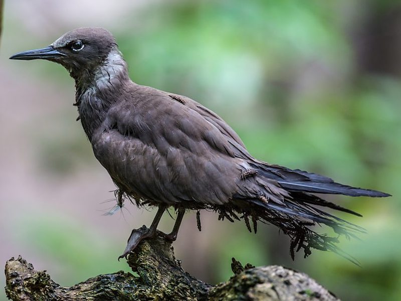 noddi with pisonia seeds stuck to its plumage