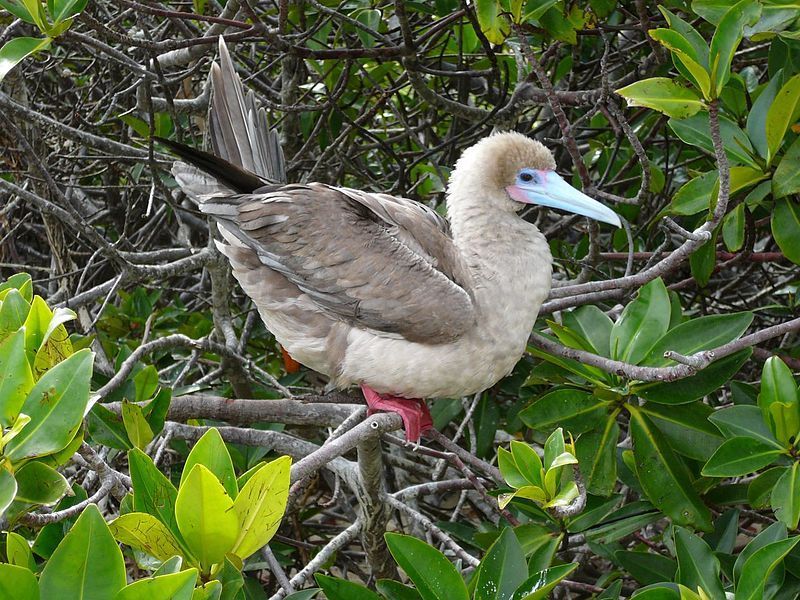 red footed booby