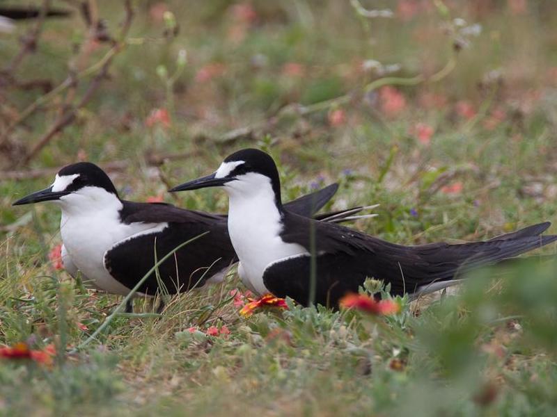 pair of sooty terns