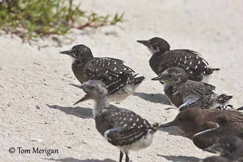 sooty tern chicks