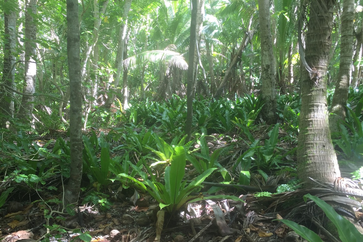 untouched natural forest