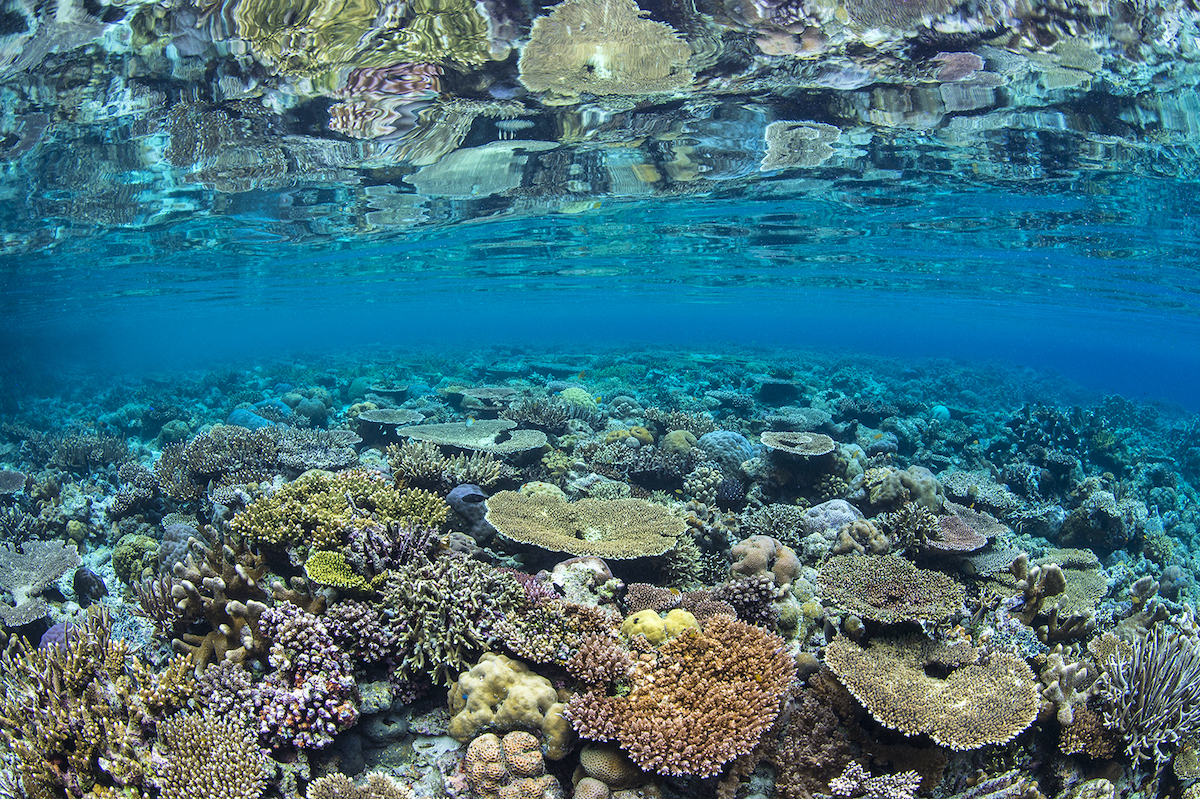 CoralReefs/AlexMustard/CoralReefImageBank