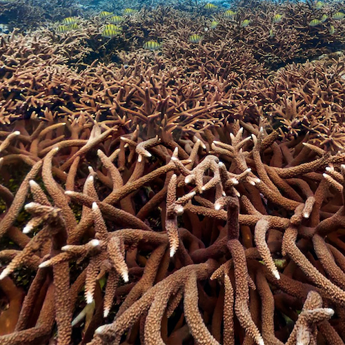 staghorn coral