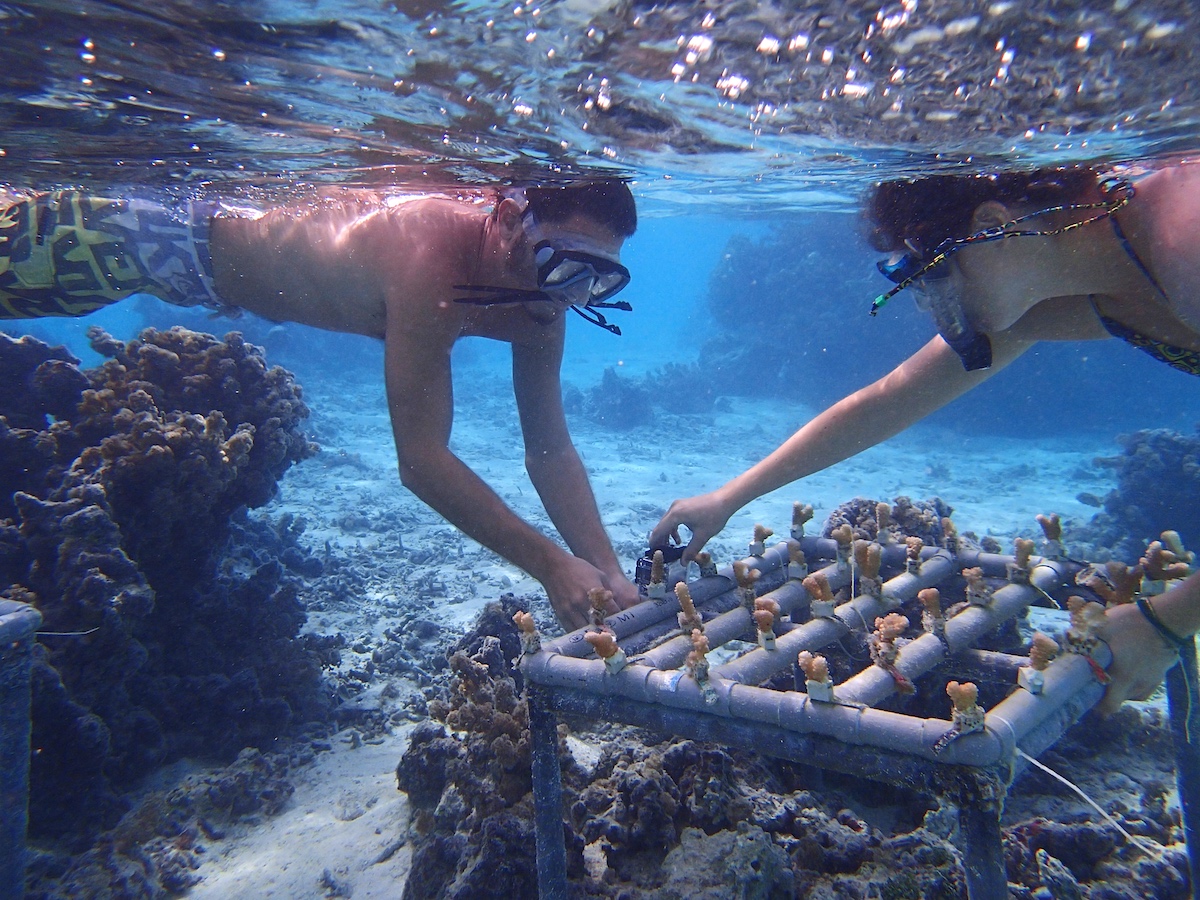 growing corals