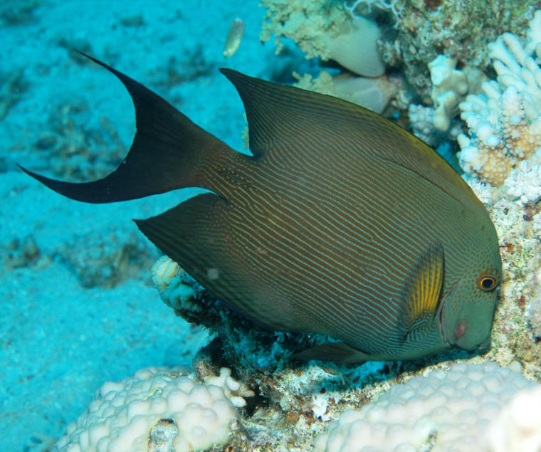 Striated surgeonfish