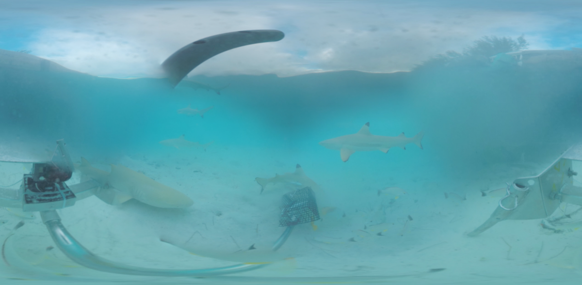 360 shark observation