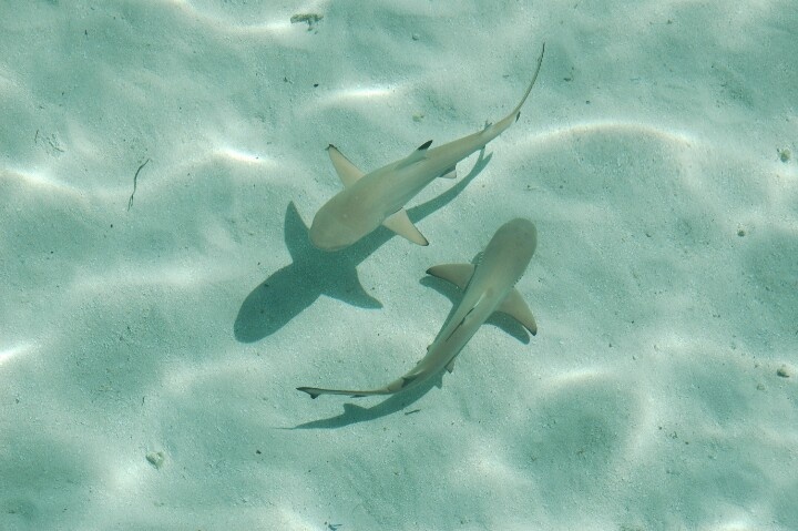 baby sharks