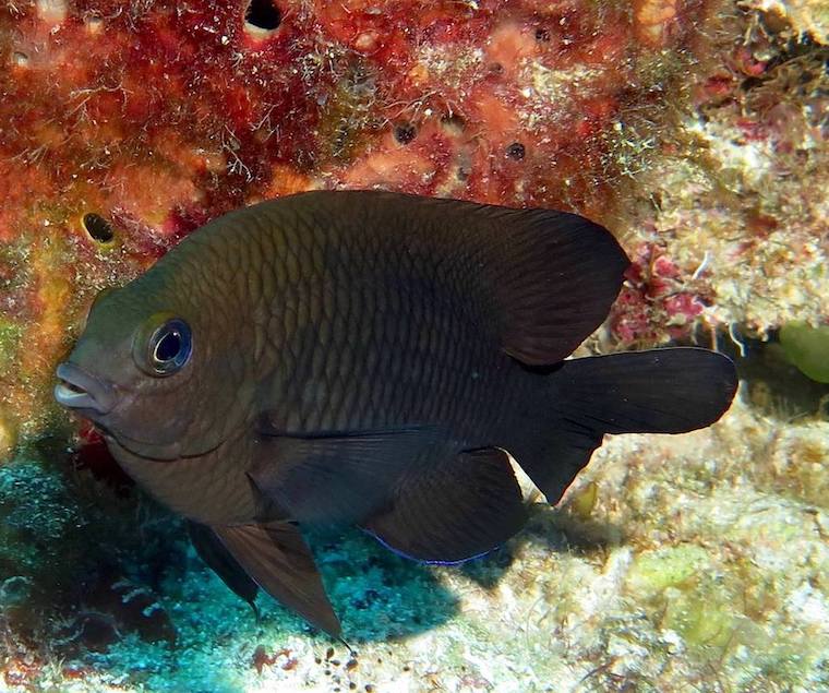 dusky damselfish