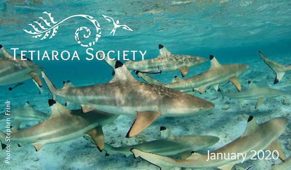 black-tip reef sharks