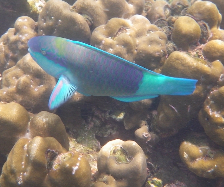 parrotfish