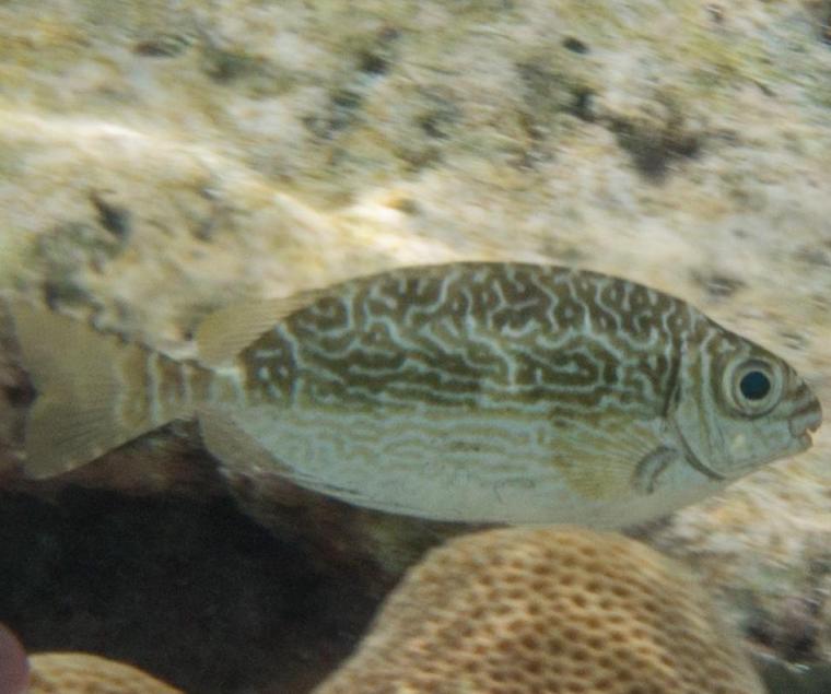 scribbled rabbitfish