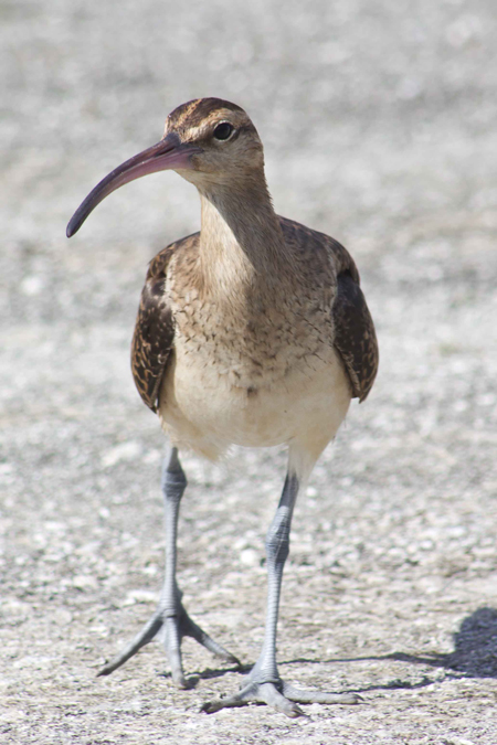 Bristle-thighed curlew saying hello