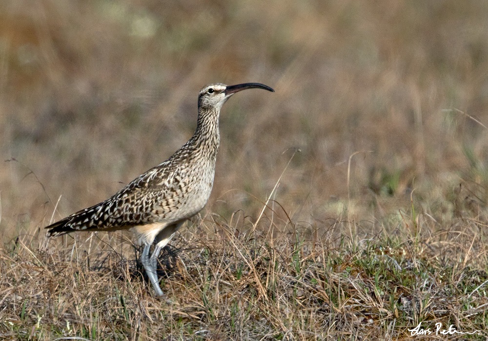 curlew blends in with the tundra Lars Petersson