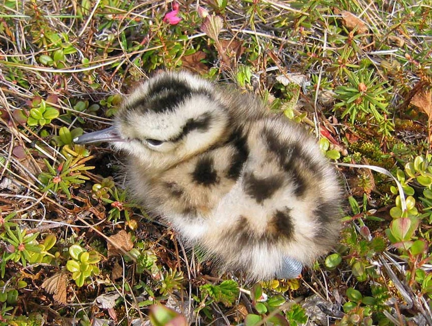 Bristle-thighed curlew chick