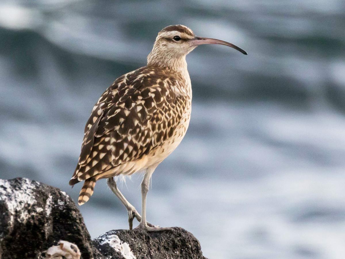 bristle-thighed curlew