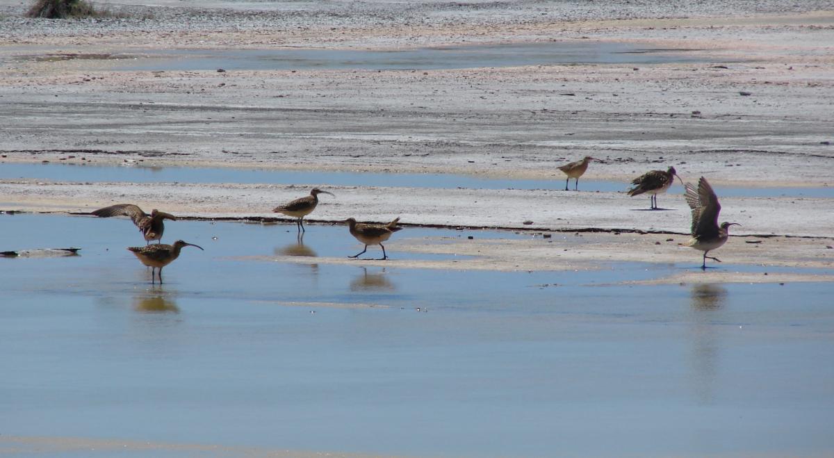 foraging curlews