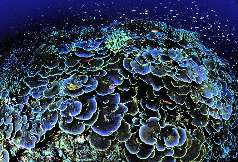 coral reef in the deep