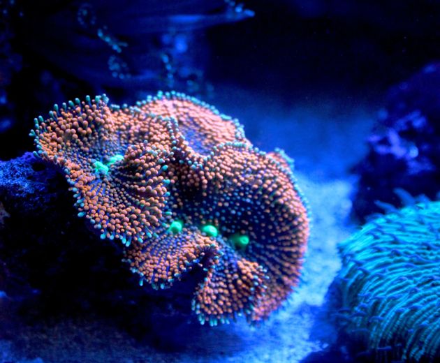 Deep sea corals glow