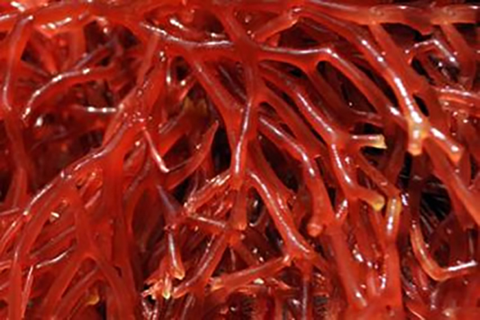 red algae Griffithsia