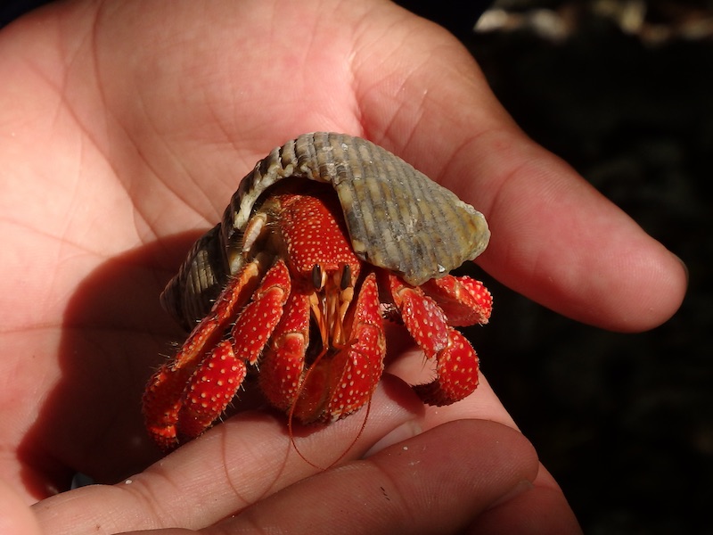 hermit in hand