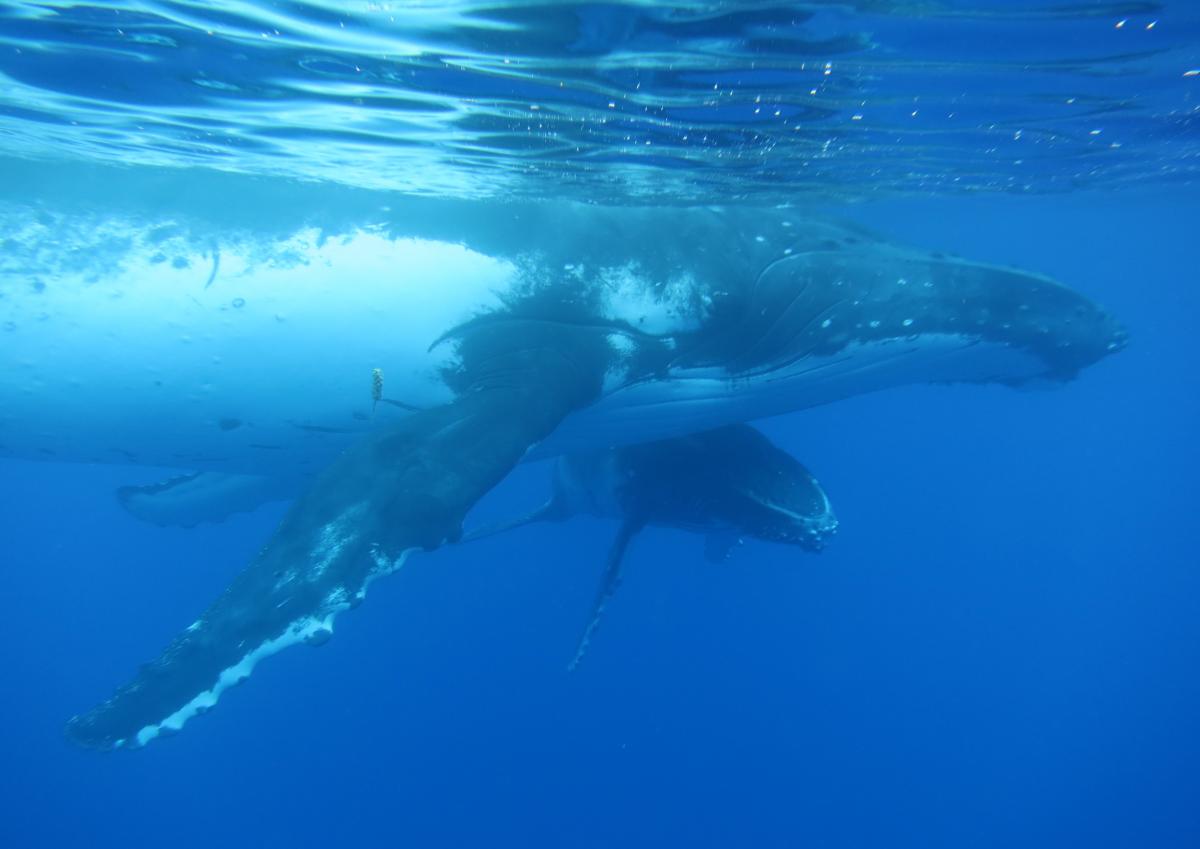 whale mama and baby