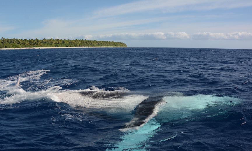 whale near tetiaroa atoll